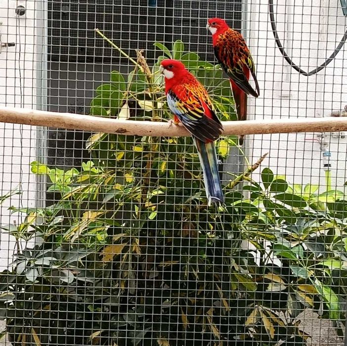 4 Casais de Roselas Eximius para Cedência