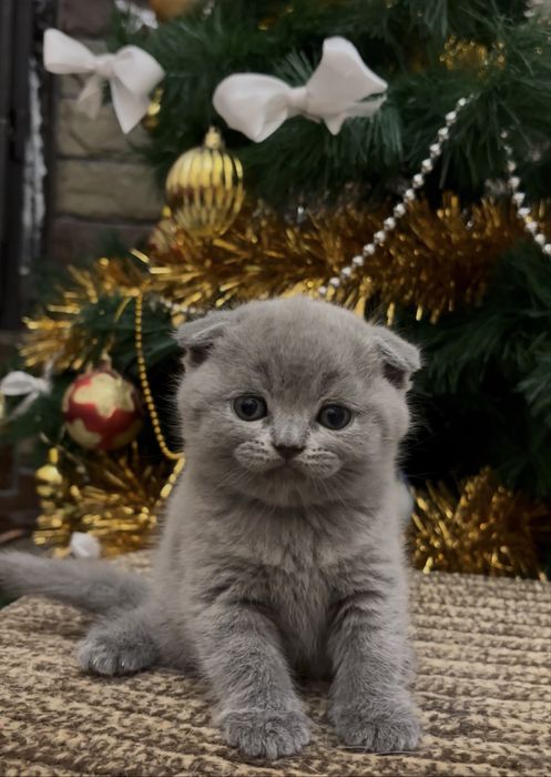 Котенята Британці