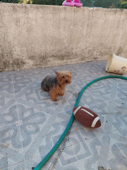 Ofereço cãozinho