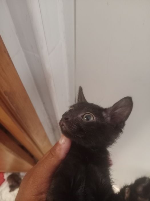 Gatinhos bebés para adoção
