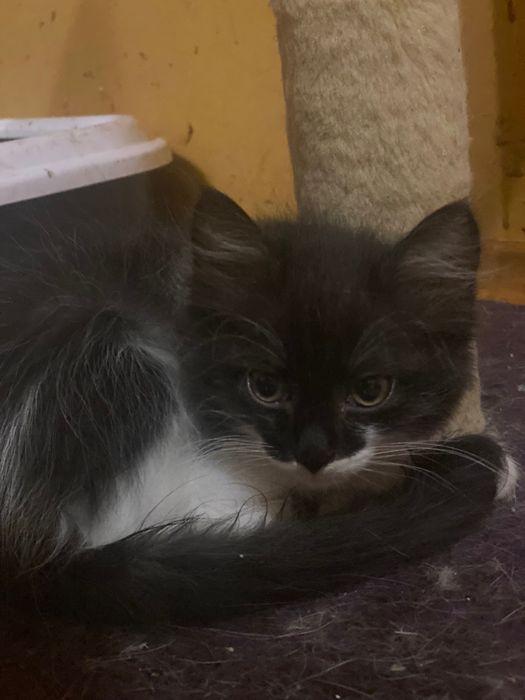Віддам кошенят безкоштовно