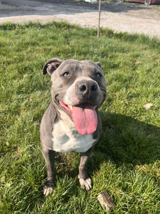 Oddam psa amstaff