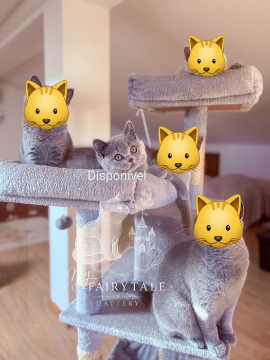 Gatinha British Shorthair Azull