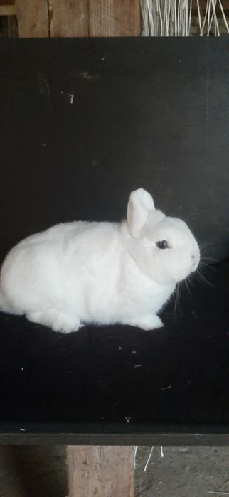 Hermelin niebieskooki