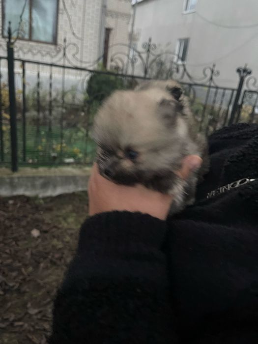 Маленькі мішки чекають своїх господарів