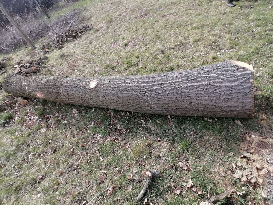 Sprzedam kłode dębową