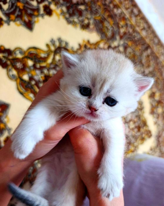 Золота шиншила котята