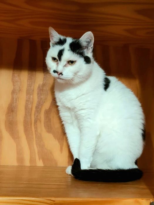 Kotka Ula szuka domu