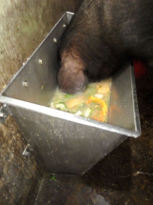 Comedouro para animais