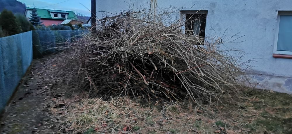 Oddam gałęzie za darmo