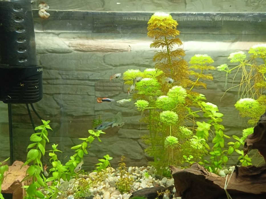 Rybki akwariowe gupiki