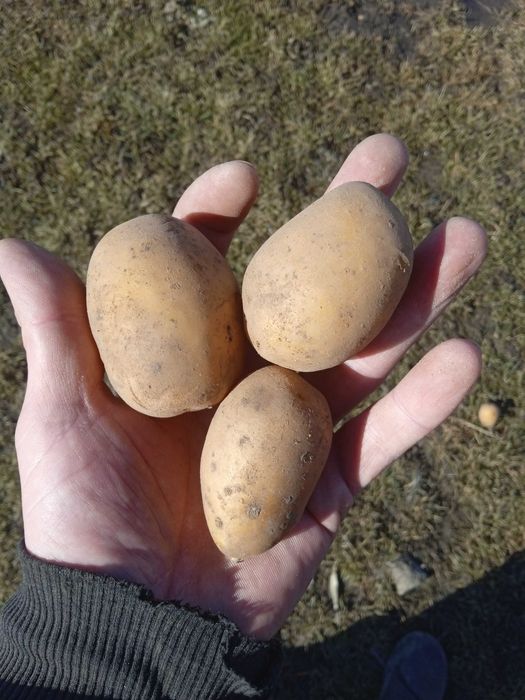 Продам картоплю посадкову