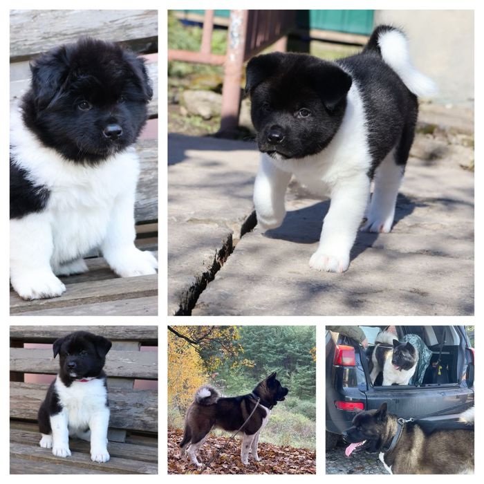 Цуценята американської акіти