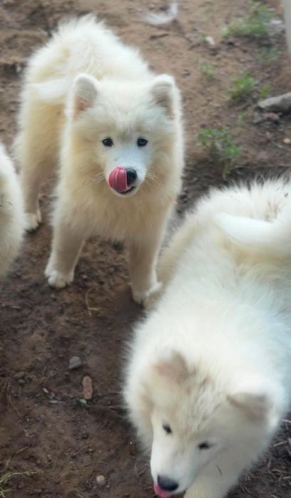 Suczka Samoyed samojed Zapraszamy