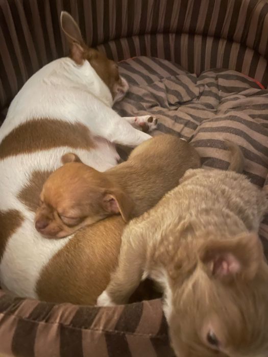 Продам цуценят породи чіахуахуа