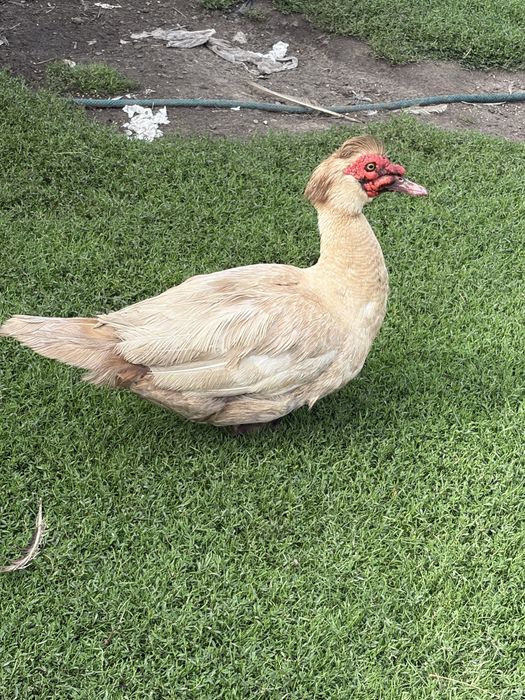 Sprzedam kaczki biegusy francuskie i call duck