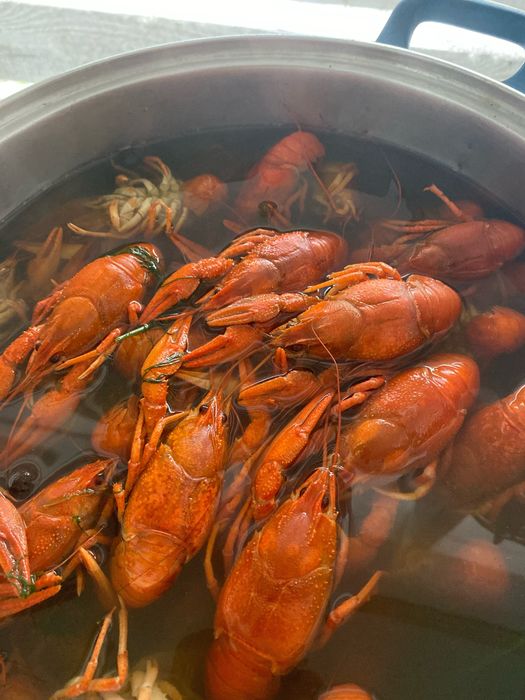 Продам Живих раків