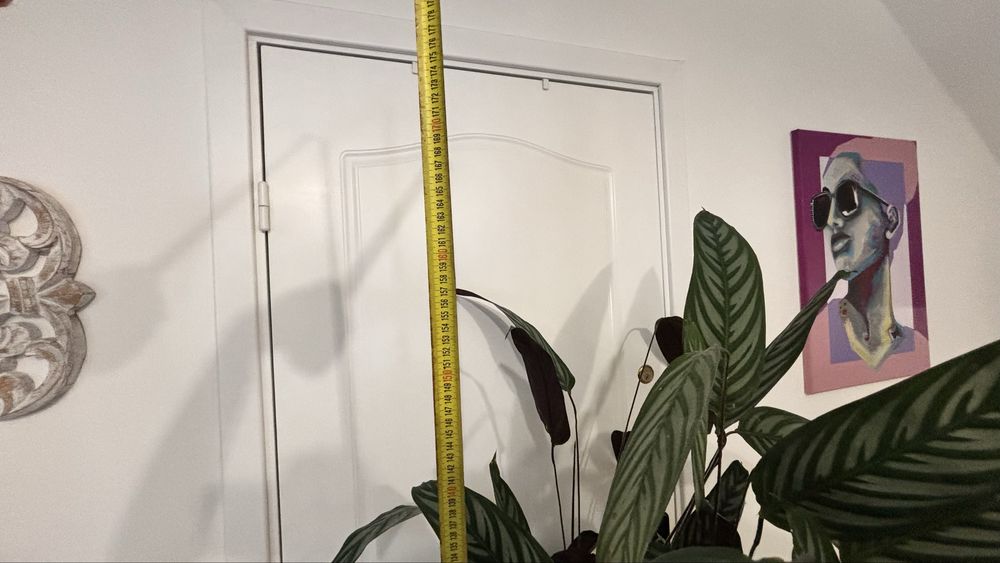 Duża roślina  Ctenanthe setosa 'Grey Star', ponad 160cm, odbior osobisty .