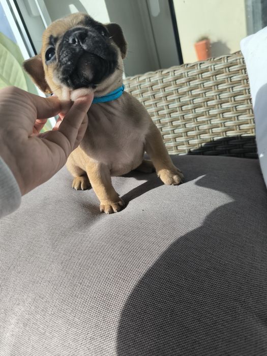 Buldogue Francês  Fawn -  Macho