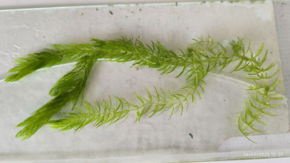 Planta aquário ceratophylium