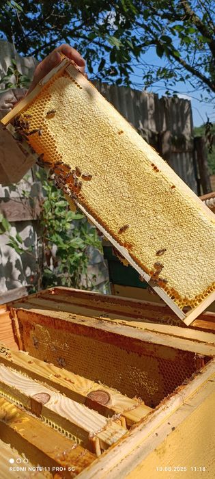 Продам мед з соняшника