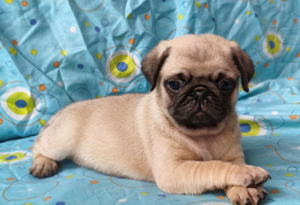 Pug carlin macho