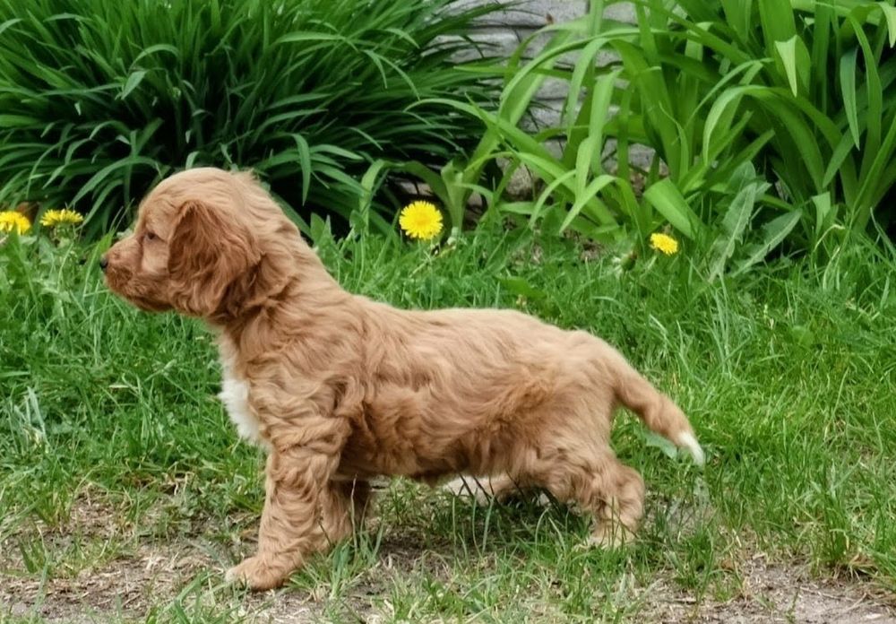 Cockapoo  dziewczyny