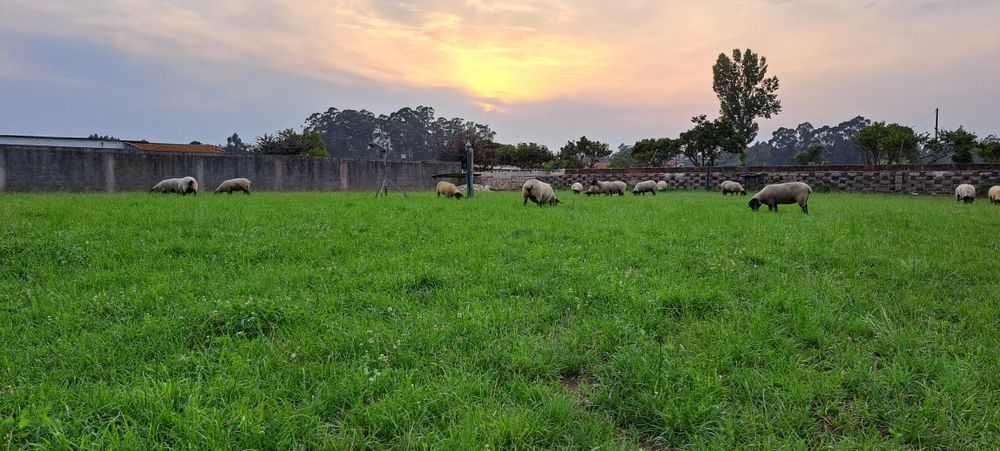 Ovelhas Suffolk disponiveis