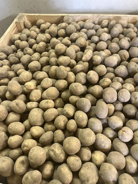 Ziemniaki vinety 2 zl/kg