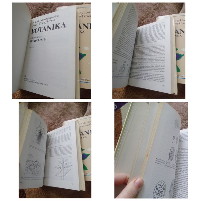 Botanika morfologia systematyka