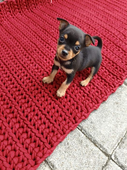 Pinscher miniatura - macho