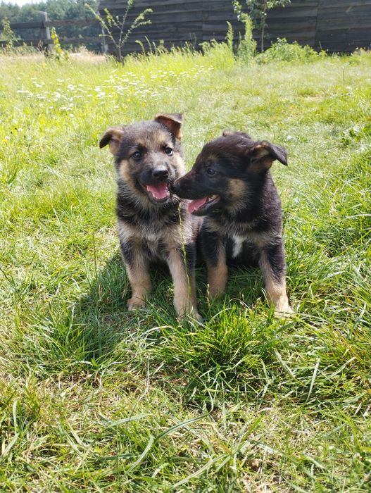 Продам цуценят німецької вівчарки