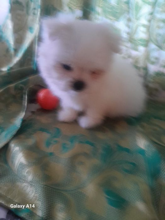 Міні хлопчик мальтезе