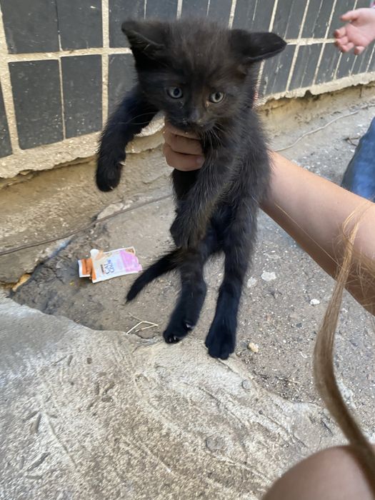 6 котят и мама кошка, ищут дом