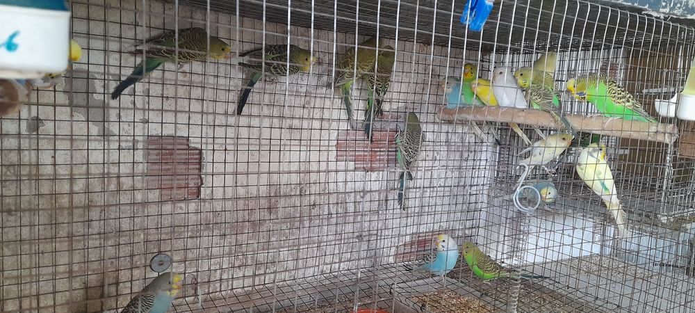 Piriquitos para ceder