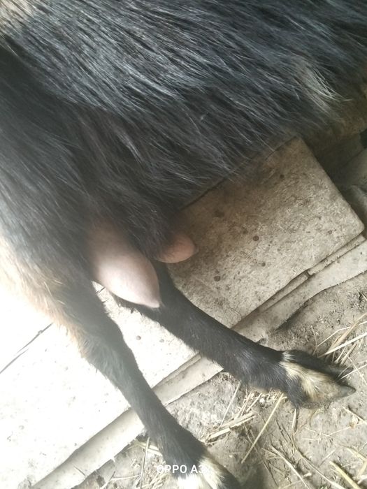 Продам дійну козу