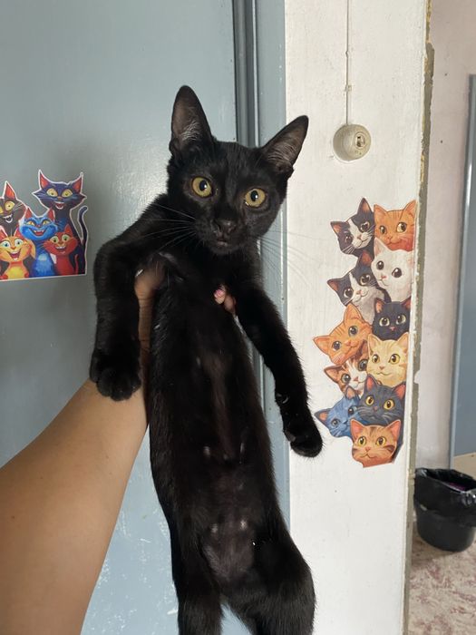 Gatinhos para adoção responsável zona Oeste