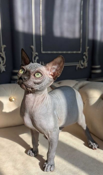 Tarantino uroczy chłopczyk. Sfinks. Dostępny w marcu