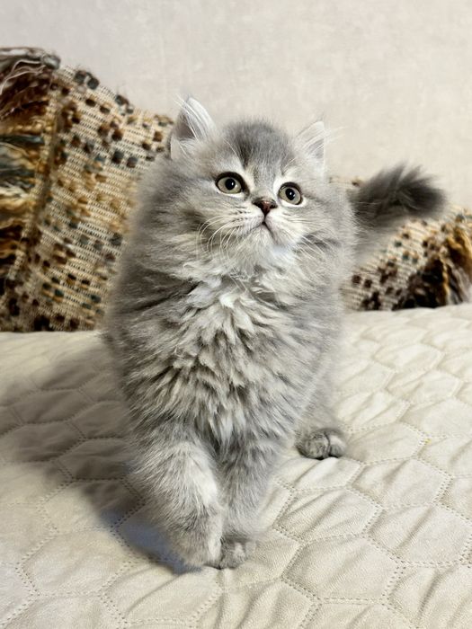 Przepiękny Kocurek Brytyjski Długowłosy Blue Golden Ticked - Typ Misia