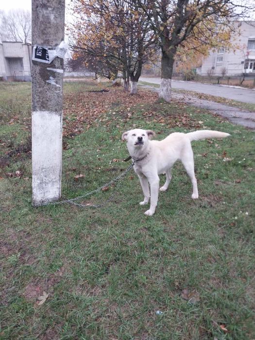 Собачка шукає домівку