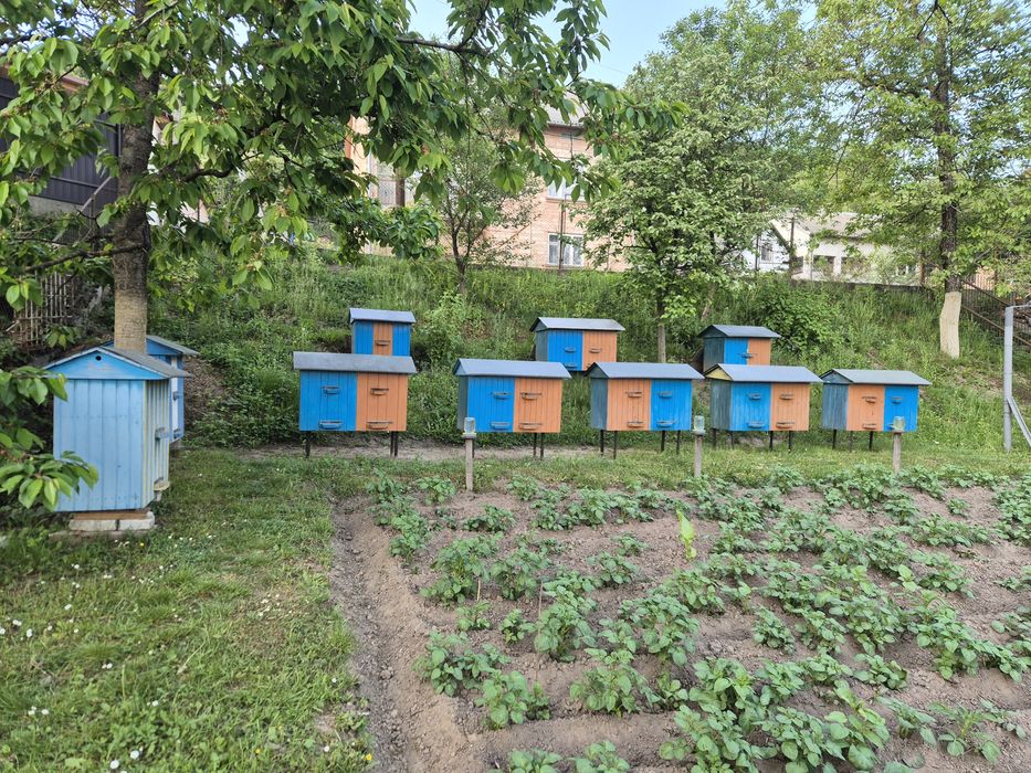 Бджоли. Бджолосім'ї, відводки, вулики.