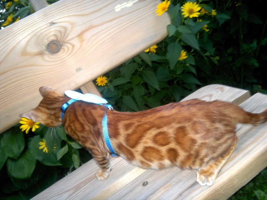 Лагідний BENn24 бенгальський хлопчик любимчик чи в розведення