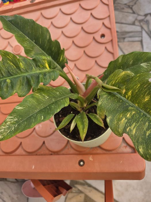 Philodendron 'Ring of Fire'