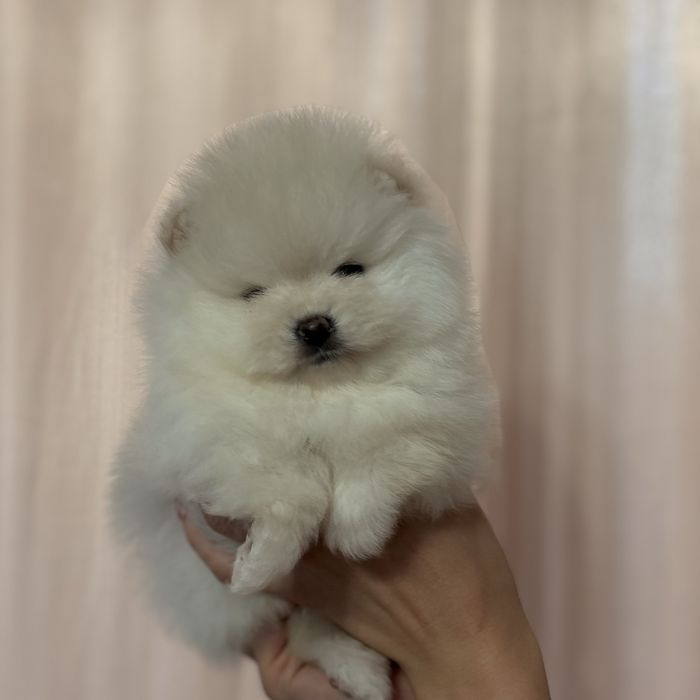 шикарна дівчинка тип ведмедик