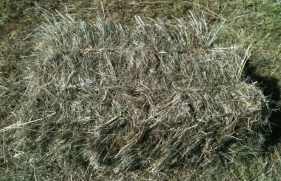 Siano w dużych kostkach 2025