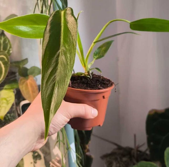 Philodendron Spiritus Sancti