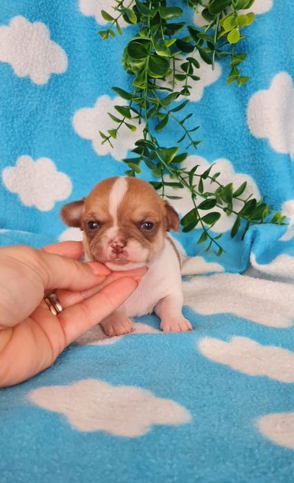 Estupendo mini Chihuahua/Chiuaua de Qualidade.LinhagemRussa