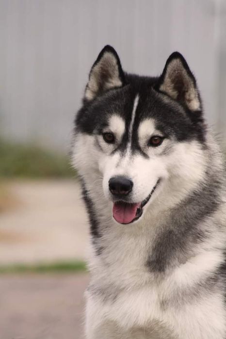 В'язка кобель Сибірської хаскі