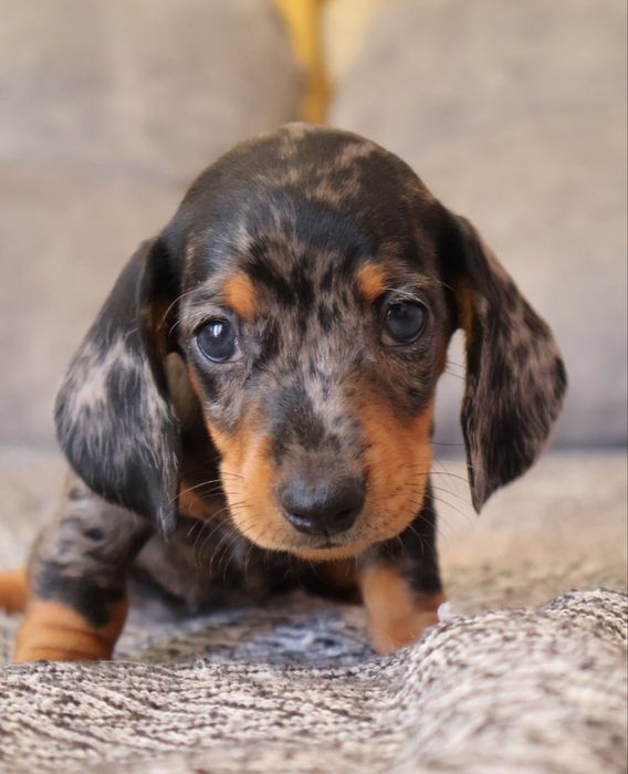 Teckel macho miniatura  black merle