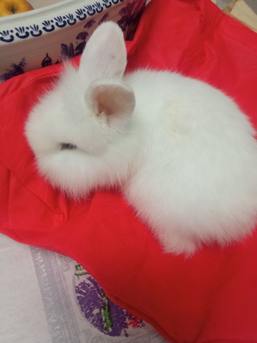 Coelhinha anã muito dócil